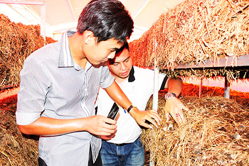 Chien (in the front) checking mushrooms on CT farm