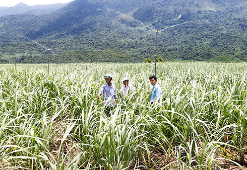 Producing sugarcane supported with much capital by banks