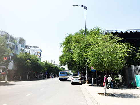 Building urban tree renovation project