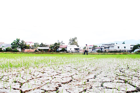 Active water resource is an important measure to change plants.