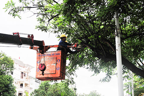 Tree pruning before rainy season
