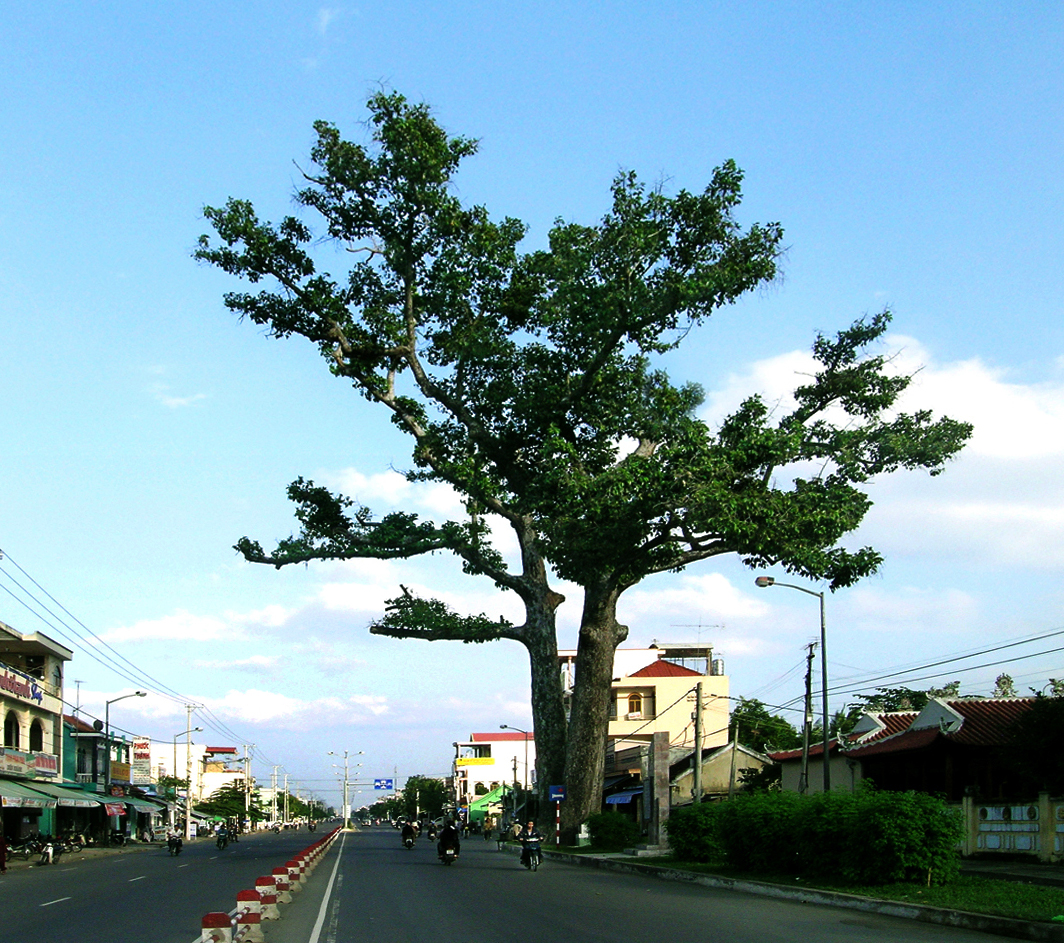 Khanh Hoa’s heritage Dipterocarpus alatus twin tree, over 350 years old, closely associated with establishment and development of Khanh Hoa.