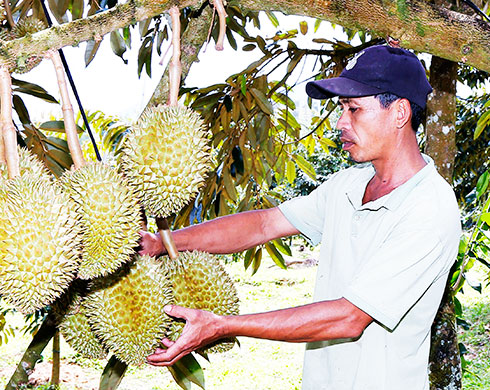 Khanh Son durians enjoying bumper crop and good price
