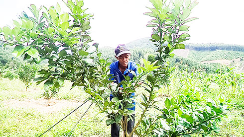 Changing plants supported in Khanh Son District