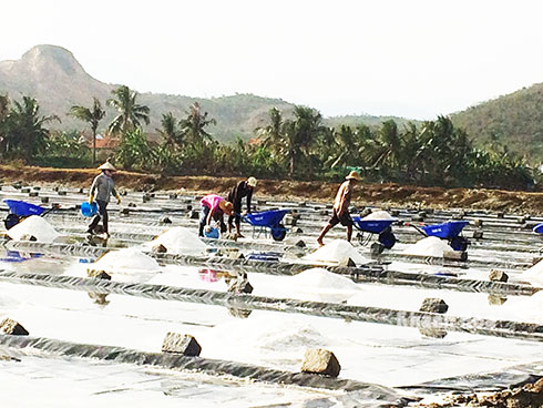 Ninh Hoa produces nearly 50,000 tons of salt