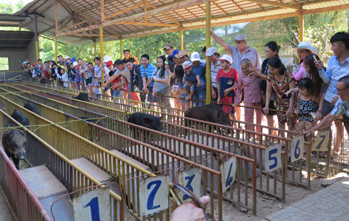 Pig racing