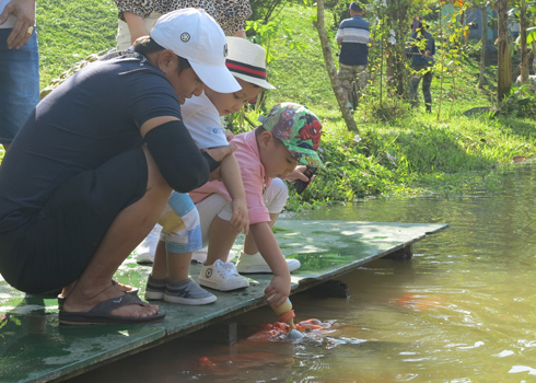 Feeding fishes by bottle