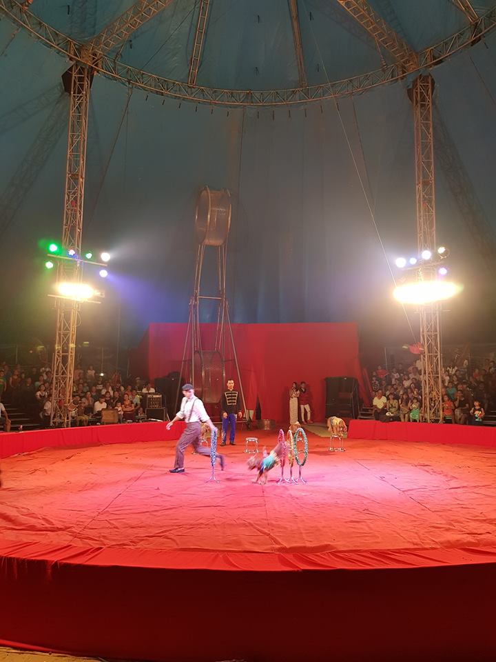 Animal show