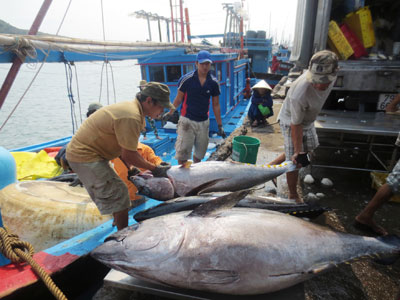 9 trade unions and 165 cooperative groups of fishing set up in Khanh Hoa