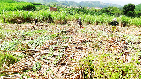 Farmers in Khanh Nam Commune harvesting sugarcane