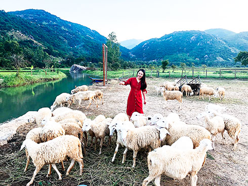 New tourist destination: Suoi Tien Sheep Farm