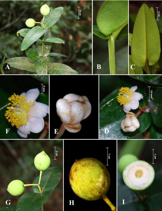 New fauna species found in Hon Ba Natural Reserve