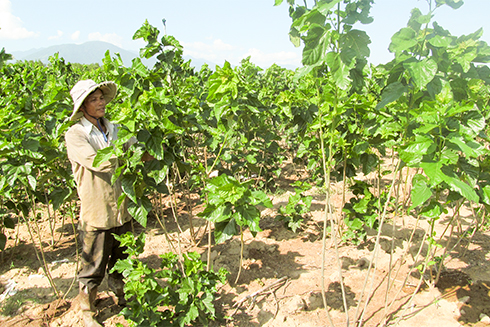 Mulberry leaf growing and silkworm breeding in Dien Khanh District