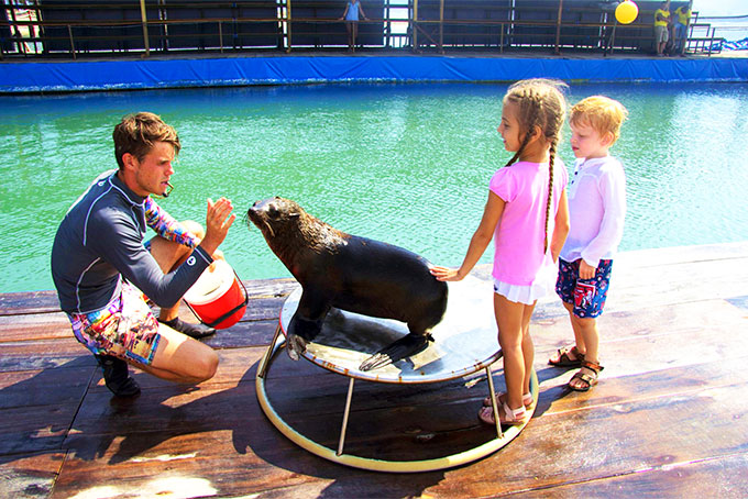 Seal circus on Sỏi – Island