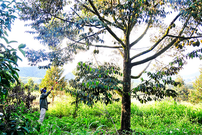 Taking care of durian trees in Khanh Son District