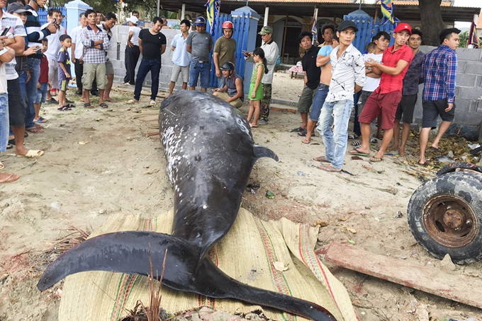 2.5-ton whale adrift ashore