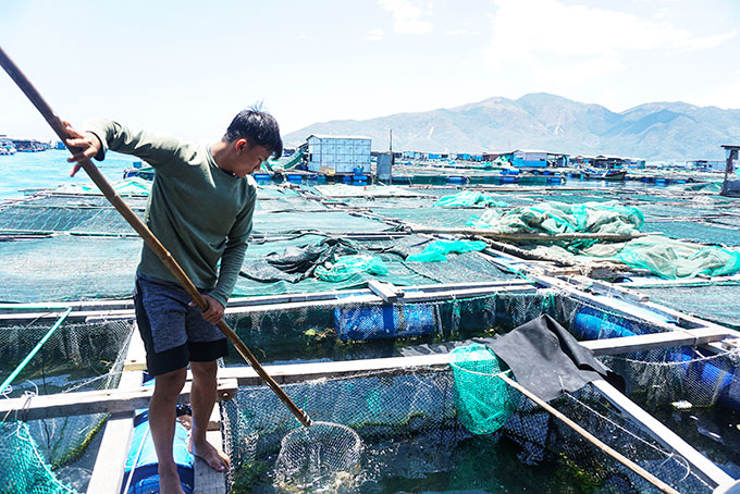 Aquaculture in Tri Nguyen area