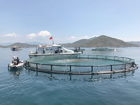 An industrial marine fish farm in Van Phong Bay