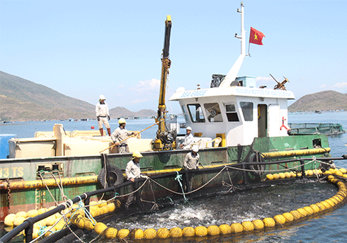 Harvesting golden pompano at Research Institute for Aquaculture 1 (Van Phong Bay)