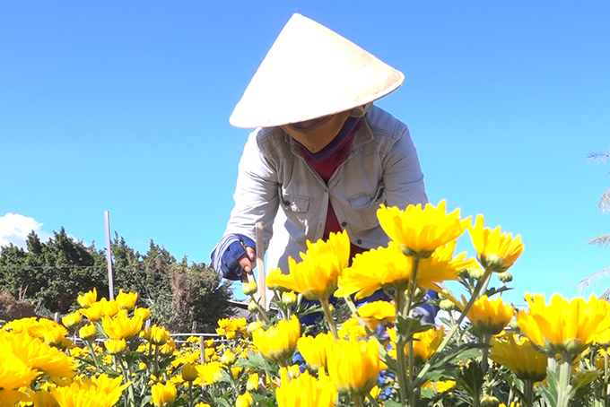 VIDEO: Village of daisies grown year-round