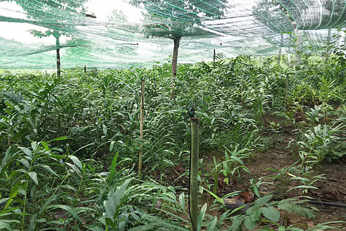 80ha medicinal herbal farm in Khanh Hoa