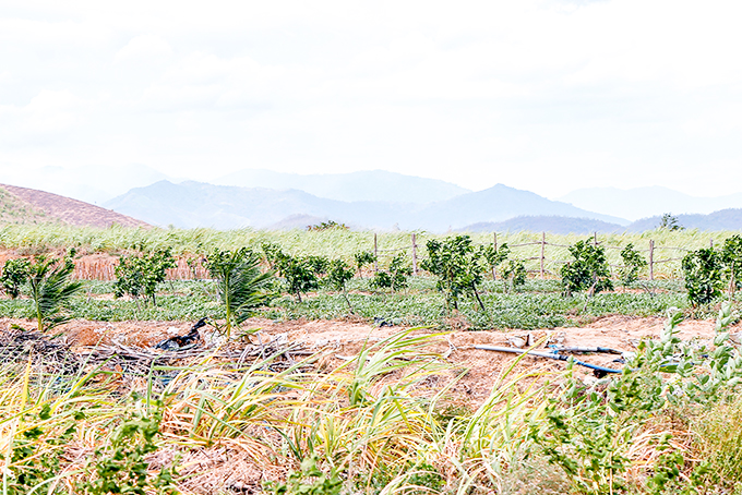 A farmer family growing grapefruits on their sugarcane field