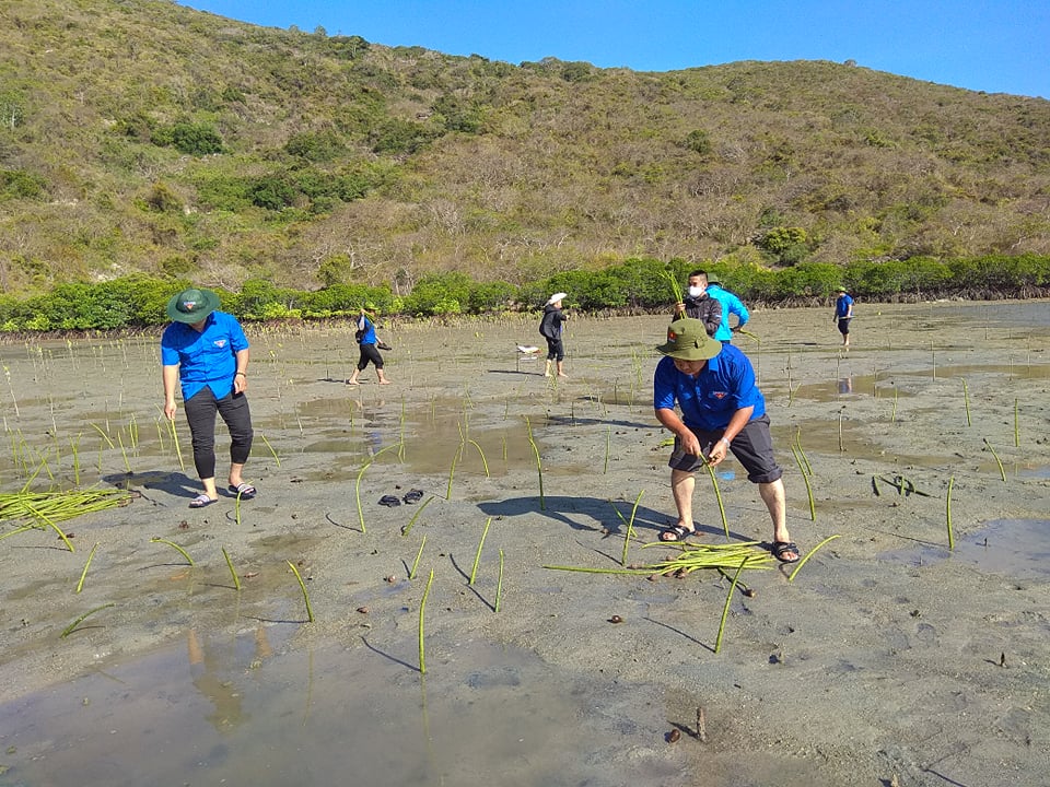 20,000 mangroves grown in Bay Swamp