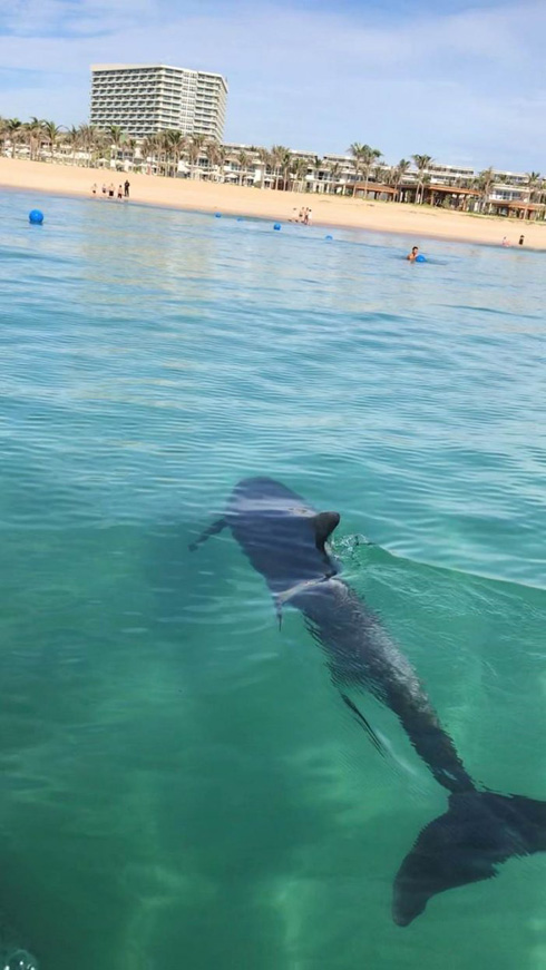 Dolphin stuns beachgoers in Cam Ranh