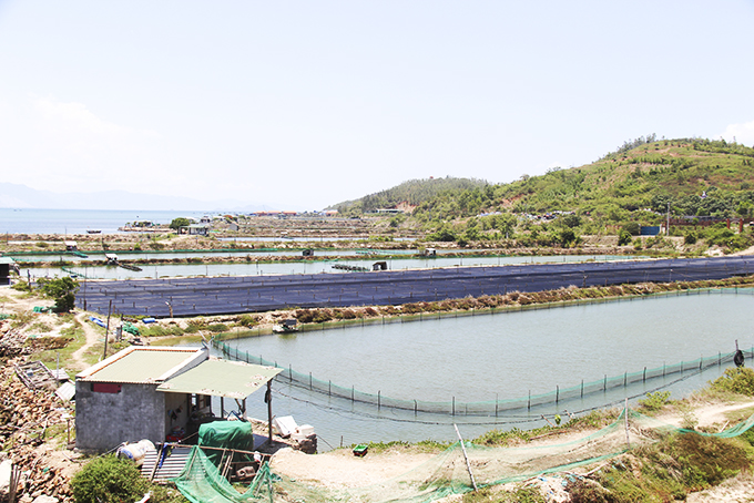 Raising sweet snails in Ninh Hai ward, Ninh Hoa, Khanh Hoa