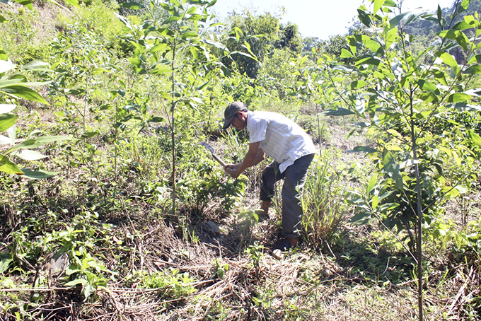 Taking care plants grown in forest