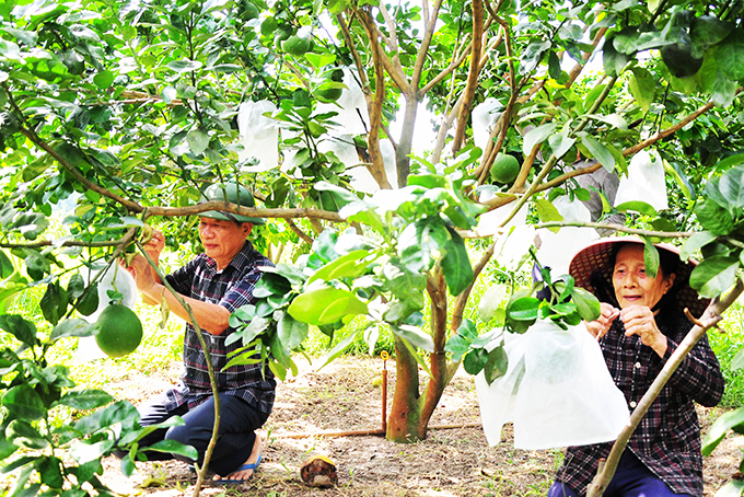 Green-skin grapefruits in Khanh Vinh