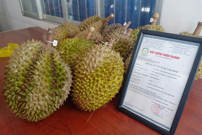 Over 255ha of durians and purple sugarcane granted VietGAP certification