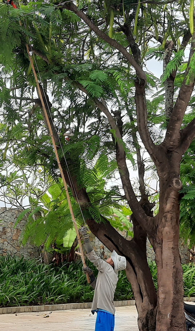 Trimming trees