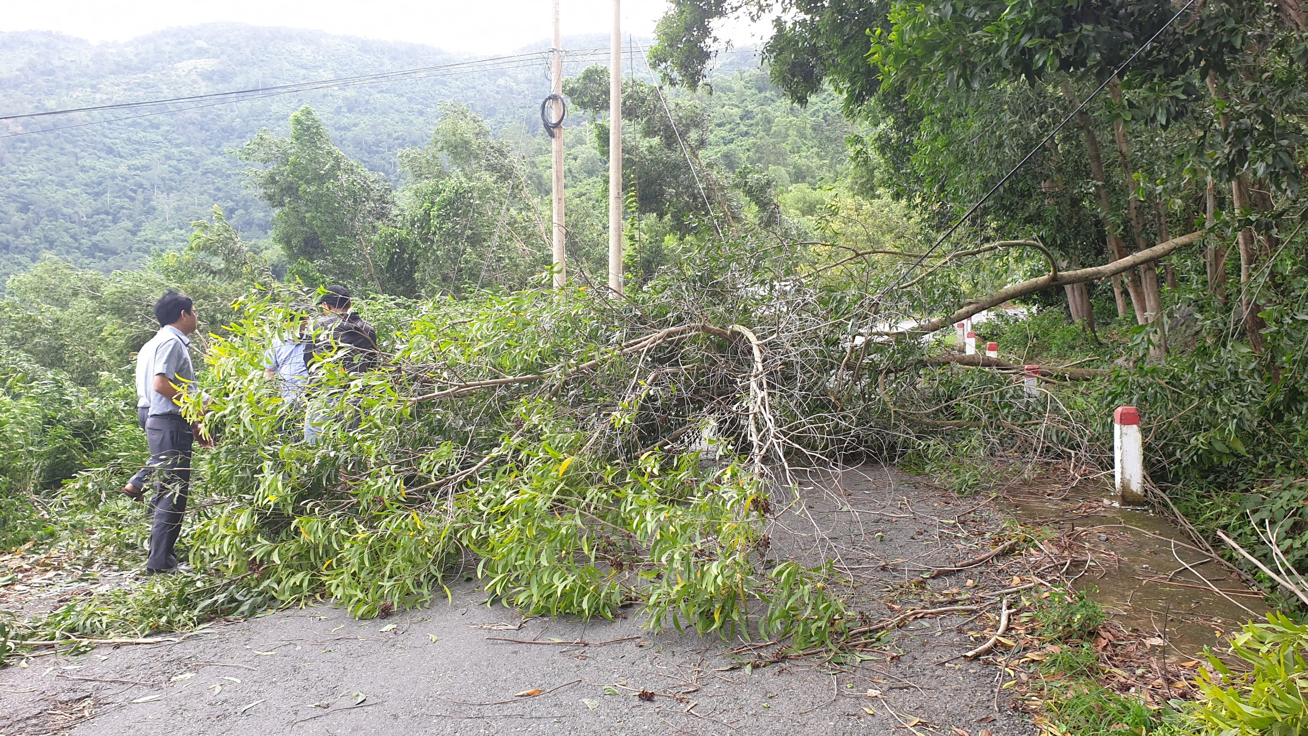 Many fallen trees cause traffic disruption on Provincial Road 9