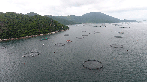 Industrial marine fish farm can withstand powerful storms on Van Phong Bay