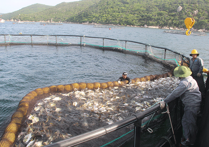 This farm rears snubnose pompano, 50% for export, 50% for domestic consumption