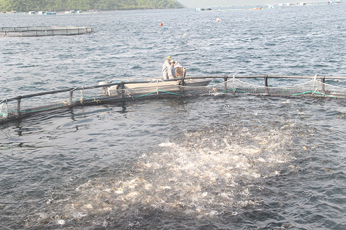 Feed sprayer is used to evenly spread fish feed over the cage