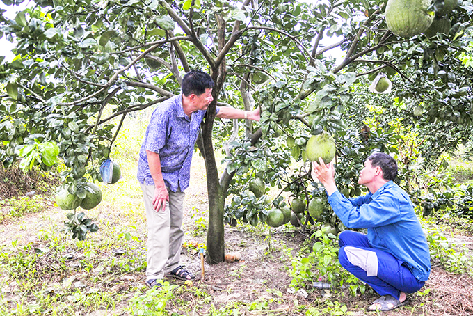 Khanh Vinh District: Bumper crop of grapefruits being expected