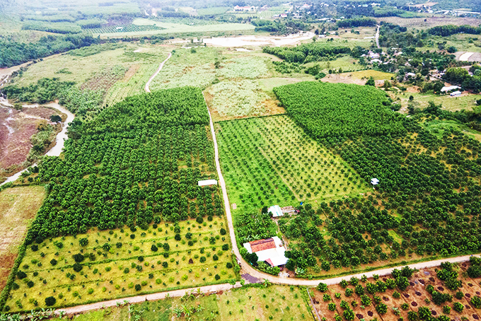 A green-skin grapefruit growing area in Khanh Phu commune