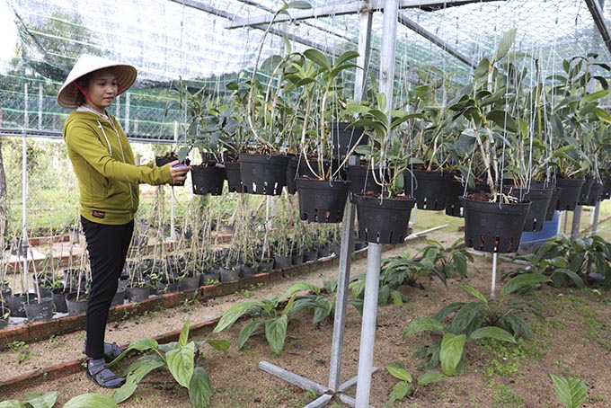 Developing and conserving genetic resources of wild orchids