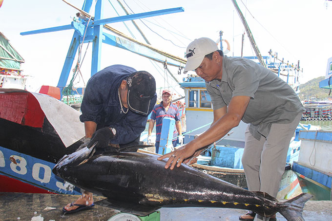 Checking quality of tuna