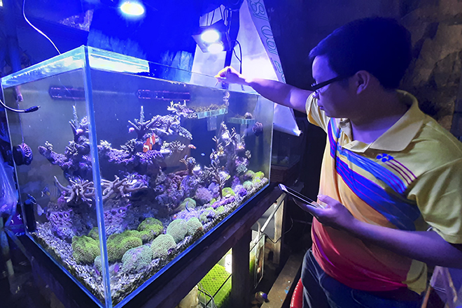 Artificial breeding of corals