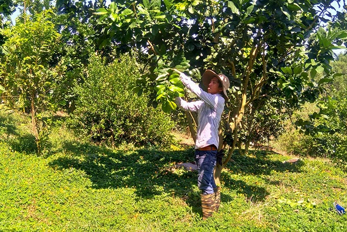 Planting green-skin grapefruits in Khanh Thanh Commune, Khanh Vinh District