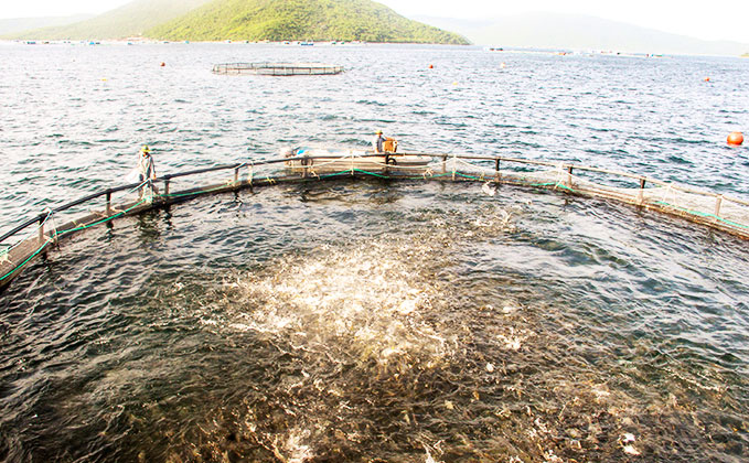 Cooperation to develop seaculture sustainably