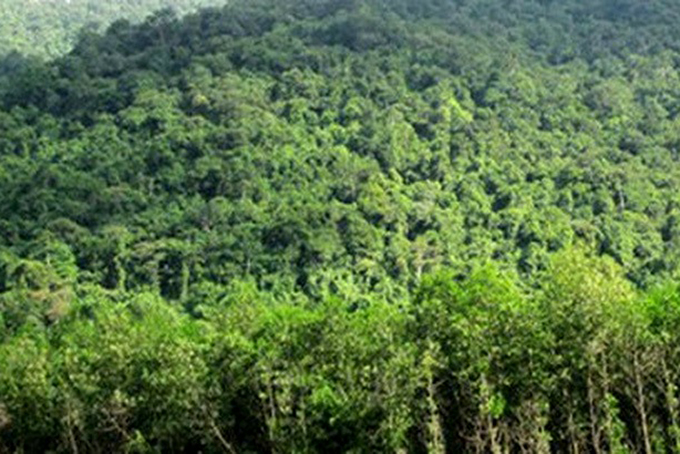 Wood production from planted forests reaches 16,630m3