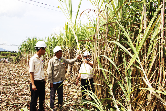 Vietsugar implements many policies to support raw material areas