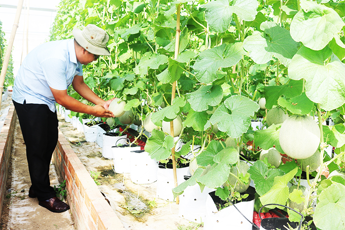 Melons about to be harvested
