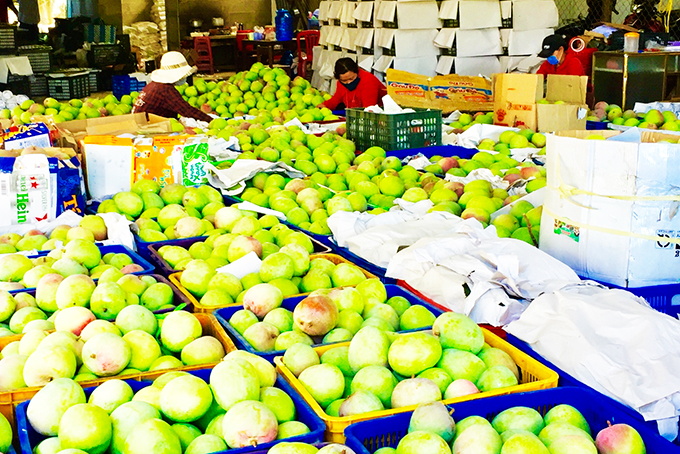 Checking and taking over project on application of technology for consumption chain of mangoes