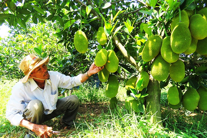 A jackfruit tree Dung grew