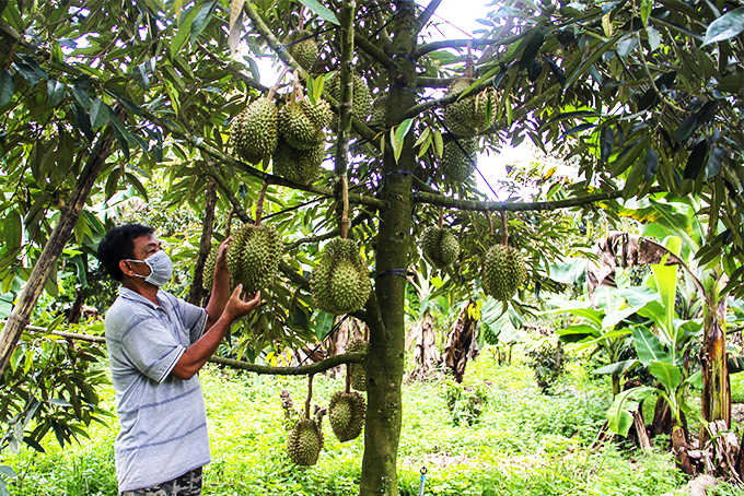 Durians in Khanh Son district